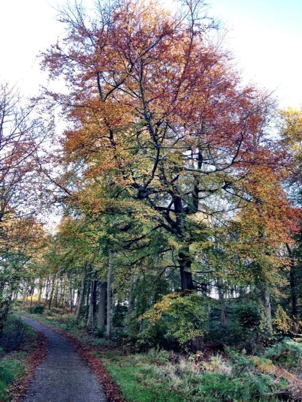 Autumn colours in the Dalmeny Estate