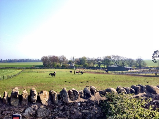 East Lothian horses in field
